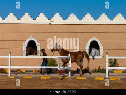 Cheval Arabe dans alhazm stud, Province de Najran, Khubash, l'Arabie Saoudite Banque D'Images