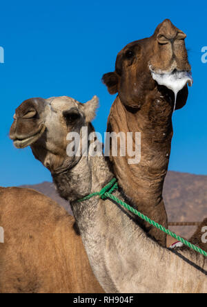 Chameau dans une ornière, Province de Najran, Najran, Arabie Saoudite Banque D'Images