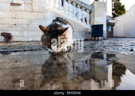 Fermer voir des sans-abri cat eau potable dans une flaque d'eau après la pluie. Banque D'Images