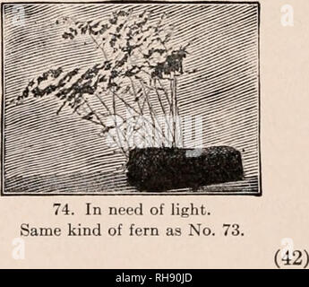 . La botanique pour les écoles secondaires ; un guide à la connaissance de la végétation du quartier. Les plantes. 73. Suffisamment de lumière.. Veuillez noter que ces images sont extraites de la page numérisée des images qui peuvent avoir été retouchées numériquement pour plus de lisibilité - coloration et l'aspect de ces illustrations ne peut pas parfaitement ressembler à l'œuvre originale.. Bailey, L. H. (Liberty Hyde), 1858-1954. New York, Macmillan Banque D'Images