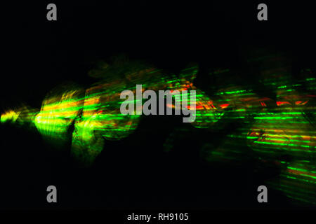 Rayon laser vert rouge jaune dans le noir Banque D'Images