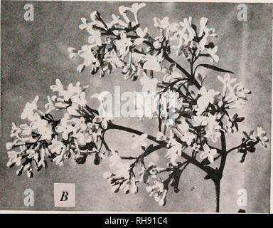 . La botanique pour les étudiants en agriculture. Les plantes. Fig. 33. - Une cyme, de l'Apple. B, thyrsc du Lihic.. Veuillez noter que ces images sont extraites de la page numérisée des images qui peuvent avoir été retouchées numériquement pour plus de lisibilité - coloration et l'aspect de ces illustrations ne peut pas parfaitement ressembler à l'œuvre originale.. Martin, John N. (John Nathan), b. 1875. New York, John Wiley ; Londres, Chapman & Hall ; Banque D'Images