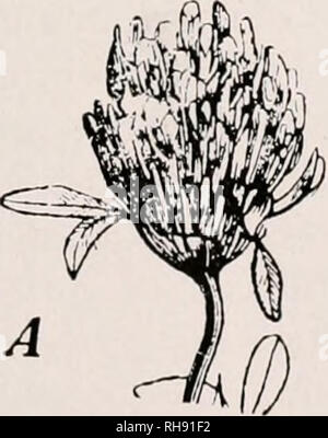 . La botanique pour les étudiants en agriculture. Les plantes. Fig. 30. - Un épi, de seigle. B, panicule de l'herbe. C, fleurs de la Hazel avec fleurs staminées en chatons et les fleurs pistillées supportés individuellement.. Veuillez noter que ces images sont extraites de la page numérisée des images qui peuvent avoir été retouchées numériquement pour plus de lisibilité - coloration et l'aspect de ces illustrations ne peut pas parfaitement ressembler à l'œuvre originale.. Martin, John N. (John Nathan), b. 1875. New York, John Wiley ; Londres, Chapman & Hall ; Banque D'Images