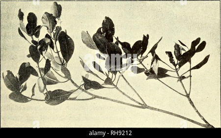 . Botanisk tidsskrift. Botanique ; plantes ; les plantes. - 45 - første Internodier er - politiske kriterier (runt 3 cm.) fin de je Slutningen Vaextperiode dannede see af hommes, Bladene taettere rykker snart igen sammen, Skuddet Slutningen henimod asa à af sin 2. - Vaext kortleddet entres le lige asa, som det var i den første. Forholder Skuddet aap samme Maade de følgende Vaextperioder j sig, hvor det gaelder Forgreningernes ogsaa, à Lyon (baade de végéta- tion et de florale) kortleddede Skuddele er de dannede henimod, Slutningen Vaextperioderne af. Grene sympodial af Byg- iøvrigt kan ning komme til Udvikl Banque D'Images