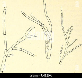 . Botanisk tidsskrift. Botanique ; plantes ; les plantes. - 376 -. Fig. 18. Cladophora gracilis Kütz. La partie sommitale de la branches principales montrant la ramification de l'apex (comparer le texte). (15:1.) leur largeur. Les rhizoïdes (fig. 19) ressemblent à ceux pour la plupart 1 ont décrit dans C. sericea f. (P. 374). E. Je c el. Djupivogivr. Sw. Je cel. Kolbeinsâ. SW. Je c el. Brokey.. Veuillez noter que ces images sont extraites de la page numérisée des images qui peuvent avoir été retouchées numériquement pour plus de lisibilité - coloration et l'aspect de ces illustrations ne peut pas parfaitement ressembler à l'œuvre originale.. Bota Banque D'Images