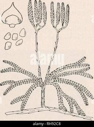 . La botanique pour les étudiants en agriculture. Les plantes. 439 SPOROPHYTE sporophyte. Les sporophytes - varient considérablement dans les différentes espèces, mais se composent d'une tige simple ou ramifiée, portant de nombreuses petites feuilles (Fig. 392). Dans de nombreuses espèces com- mun dans les régions tempérées du nord le sentier de tiges sur le sol. Ces espèces sont souvent utilisés pour les décorations à l'époque de Noël et sont appelés des pins au sol, probablement à partir de l'apparence de leur feuillage, bien qu'ils ne sont pas à tous les Pins. L'une des caractéristiques notables du sporophyte a à voir avec une suggestion quant à l'origine des strobiles. Dans les simples Banque D'Images