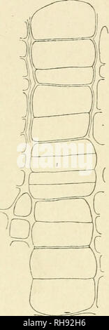 . Botanique de la plante vivante. La botanique. 48 de la botanique des plantes vivantes, et ceux entre fasciculaire entre eux-cambium fasciculaire (c.-à-d. Fig. 25). Dans le cas des tiges ligneuses les brins sont étroitement regroupés, cette distinction n'est pas si évident. Le cambium est reconnu par la division de ses répétées à paroi mince- les cellules par les parois tangentielles, de sorte que les lignes radiales de cellules sont produites. Comme il n'y a pas de divisions répétées Hmit l, un grand accroissement de la tissus peut être le résultat. Les preuves les plus évidentes de la division est au centre de chaque rangée radiale, et il a été conclu d'attention. Fig. 34. Cross s Banque D'Images