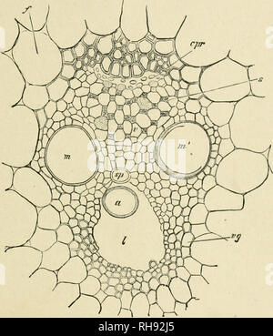 . Botanique de la plante vivante. La botanique. Les TISSUS DE LA TIGE 45 chacun des volets plus importante à l'entrée de l'découlent de la feuille incline brusquement vers l'intérieur, mais de courte durée du centre vers l'extérieur, à nouveau les courbes c et peu à peu s'approche de la périphérie. Il y a des fusibles avec d'autres volets. Comme le volet est le plus épais au milieu de ce cours, la conséquence est que les brins sont plus gros et moins au centre, et les plus petits, mais plus nombreux à proximité de la périphérie (Fig. 31).. Fig. 32. La section transversale d'un fil vasculaire de l'entre-nœud de Zea.Plus. o =. des trachéides annulaire s^  = des trachéides spirale. w, w' Banque D'Images