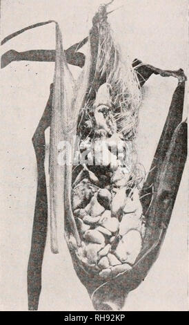 . La botanique pour les étudiants en agriculture. Les plantes. Charbon Charbon le maïs 395 d'avoine, de blé, de charbon puant et le charbon couvert d'orge sont très semblables dans l'habitude et exiger un traitement similaire. Parfois, comme dans le cas de charbon puant de blé, l'infec- tion de la plantule peut être dû à des spores déposées dans le sol ainsi qu'à des spores qui adhèrent au noyau. Smuts lâche de blé et d'orge. - Les charbons de blé et d'orge ont versé leur maturité et les chlamydospores lorsque le grain est en fleurs. Ces spores sont supportés par le vent et en tombant sur les fleurs de leurs hôtes respectifs, de faire croître l'hyphe Banque D'Images