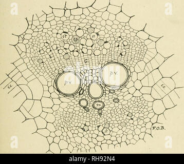 . Botanique de la plante vivante. La botanique. Les tissus de la tige en position 41 , mais d'autres tubes criblés sont présents également du côté de la moelle. L'activité cambiale est évident entre le xylème et le phloème externe, et quelques divisions sont également vu entre le xylème et le phloème médullaires. Les tiges des plantes grimpantes, et surtout du concombre et de la vigne, ont été utilisées habituellement pour montrer la structure de tubes criblés J parce qu'ils y sont particulièrement importants. Dans la Fig. Le 25. Fig 25. La section transversale d'un fil vasculaire du concombre, montrant à la fois sur periphera phloème abondant Banque D'Images