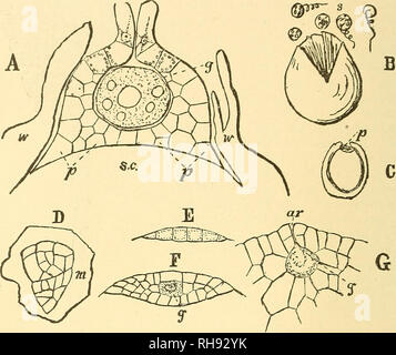 . La botanique pour les lycées et collèges. La botanique. 380 botanique, les tiges sont élaborés à partir d'une cellule apicale triangulaire, alors que les racines, comme ceux d'Marattiacem, n'ont pas de cellule apicale, mais un groupe de cellules au lieu. Le fibro-faisceaux vasculaires sont disposés dans un cylindre (un cercle en coupe), et ils forment un réseau par leur anastomos- ment les uns avec les autres. Selon De Bary, ils appartiennent à la '' col- latéral " série. Ces plantes sont habituellement de petite taille, dépassant rarement les 30 centimes.. Fig. 271.-J., section verticale d'un archogonijim et le prothalle rudimentaire d'Filidaria gl Banque D'Images