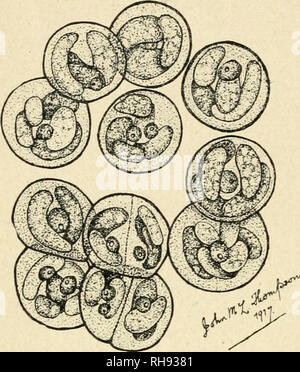 . Botanique de la plante vivante. La botanique. Botanique de la plante vivante. Très amplifié, la poudre est vu à se composent de cellules sphériques unique, ou des groupes de cellules (Fig. l). Chacune de ces cellules est une plante individuelle, et il se multiplie par division. Les résultats de telles divisions répétées peuvent rester pendant un certain temps, cohérente, formant ainsi des groupes de nombre variable. Mais enfin ils se séparent, et chaque cellule peut poursuivre sa vie comme un organisme unicellulaire. Il s'appelle Protococcus, un nom qui souligne sa nature primitive simple. Il serait tenu de prendre une place dans l'échelle de veg Banque D'Images