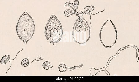 . La botanique pour les étudiants en agriculture. Les plantes. 360 THALLOPHYTES Vrai Moules (Mucorales). - Il y a un certain nombre de moules dont certains appartiennent à d'autres divisions du champignons. Les moules de cet ordre sont caractérisées par un zygosporic reproduction, sur quel compte ils sont appelés Zygomijcetes. Sur les près de 200 espèces connues, Moule à pain est le plus connu.. Fig. 311. - Les conidies des Mildiou de la pomme de terre et en développement croissant des zoospores des hyphes. À propos de X 400. Moule à pain après Ward (Rhizopus nigricans). - Moule à pain est très commun sur les maisons, la production d'un enchevêtrement d'hyphes moelleux sur le surf Banque D'Images