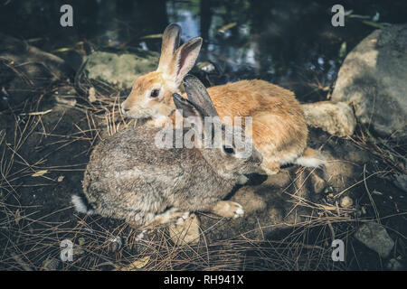 Deux lièvres gris et rouge assis pressés l'un contre l'autre sur le lac de la banque. Banque D'Images