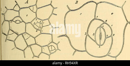 . La botanique pour les lycées et collèges. La botanique. 101. "Cochon. 91.-l'élaboration de la feuille de l'Ptomata purpiiraseens de Sedum. Un apieceof, épiderme très jeunes, montrant les premières étapes du processus. La nu- inerala indiquent l'ordre de création des partitions ; qui a marqué 1,1, 1, a été lormed en premier, puis 2, 2, et 3, 3 ; la cellule fermée par ces trois partitions est la stomie-mère-cell ; B, une stomie dûment rempli ; e, e, deux cellules de l'épiderme original- dans la main droite l'un la nouvelle partition 1, 1, 1, est apparu pour la première fois ; il a été suivi par 2, 2, 2, puis par 3, 3, et 4, 4 ; '^ Banque D'Images