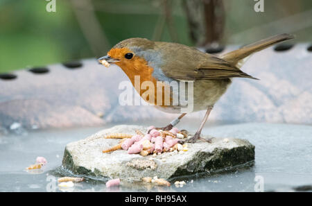 European Robin (Erithacus rubecula aux abords) Banque D'Images