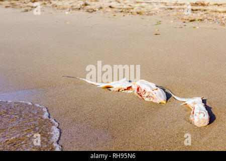 La carcasse des morts, tués stingray au chop off wings est lavée par la mer sur une plage de sable. Banque D'Images