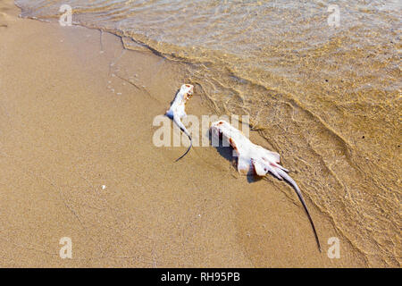 La carcasse des morts, tués stingray au chop off wings est lavée par la mer sur une plage de sable. Banque D'Images