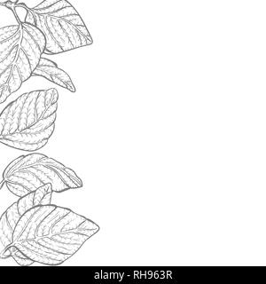 Vector background - nature feuilles border frame avec copie espace et fond blanc, noir et blanc Illustration de Vecteur