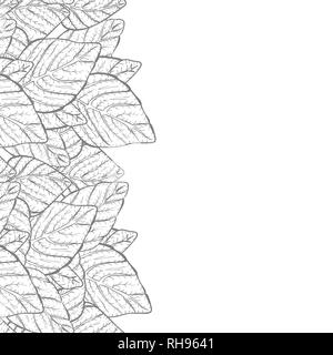 Vector background - nature feuilles border frame avec copie espace et fond blanc, noir et blanc Illustration de Vecteur