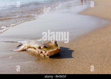 La carcasse des morts, tués stingray au chop off wings est lavée par la mer sur une plage de sable. Banque D'Images