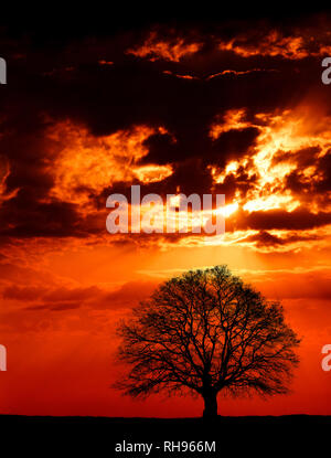 Photo de chêne géant au coucher du soleil. Banque D'Images