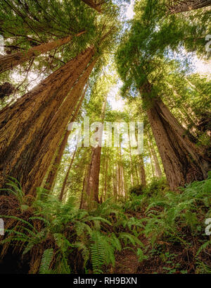 Image en couleur d'un bois rouge forêt. Le nord de la Californie, USA. Banque D'Images