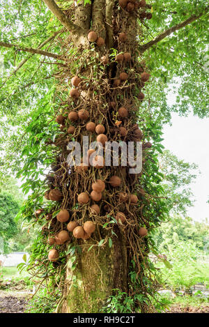 Shala arbre ou arbre Sal (Shorea robusta) et ses fruits Banque D'Images