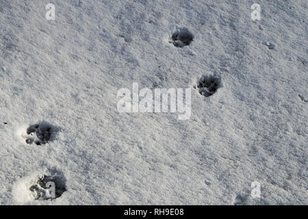 Chien ou chat trace dans une neige Banque D'Images