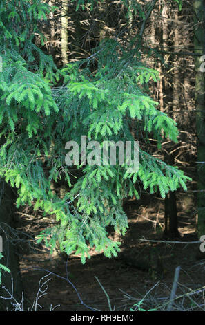 Dans une forêt dense de conifères du bois d'été Banque D'Images