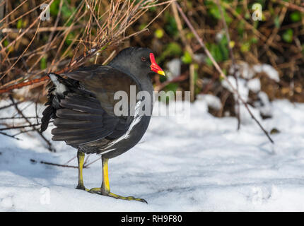 Moorhen adulte (Gallinula chloropus) debout sur la neige en hiver à West Sussex, Royaume-Uni. Banque D'Images