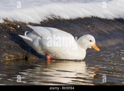 Appel Blanc Drake domestiqués (Anas platyrhynchos), AKA Coy & Duck Duck Decoy, entrant dans un lac en hiver dans le West Sussex, Royaume-Uni. Banque D'Images