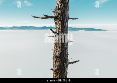 Arbre avec branches sciées en face de matin brouillard et gamme de montagne Banque D'Images