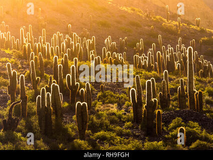 Cactus dans de beaux contre-jour, dans le pays des merveilles sauvages de Quebrada de Humahuaca en Argentine nothwestern Banque D'Images