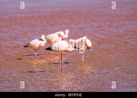 Groupe de flamants roses dans la Laguna Colorada dans l'Altiplano bolivien Banque D'Images