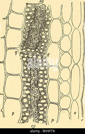 . La botanique pour les lycées et collèges. La botanique. 76 botanique. spécimens peuvent "être transférés sur une lame de verre et disséqués par frappant légèrement sur le centre du couvercle-verre. 103.âLaticiferous les tissus. Dans de nombreux ordres de Phanero- gams tissus sont trouvés wliose éléments contiennent une sève laiteuse ou colorée en fluidâthe latex. Pour ces derniers, bien que varient grandement en- structure et position, le nom général d'Laticiferous les tissus a été donné. ville par souci de simplification- deux formes générales peuvent être distingués : (1) que de simple ou comjposed «- brandl éléments (Fig. 64), qui sont dispersés Banque D'Images
