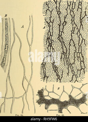 . La botanique pour les lycées et collèges. La botanique. Les principaux tissus, T5 d'examiner les tissus fibreux, il est seulement nécessaire de faire tliin- membrures longitudinales tranches de la tige des plantes ligneuses-p. ex., Acer, Pirus, etc. - et de la chaleur pour une minute ou moins dans l'acide nitrique et le chlorate de potassium. L'. ri£ ?. 64.-Laticiferous à partir de tubes Er/phorbia. A. modérément amplifié ; B. plus fortement amplifiés, et montrant l'os ou en forme de cloche d'haltère des grains d'amidon.- Après S:CISH. Fig. 65.-Laticiferous mspnmea les navires de Scorsonère. ^, une section transversale ot le phloème de la racine ; B. Le même plus fortement agrandie. Banque D'Images
