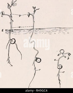 . La botanique pour les étudiants en agriculture. Les plantes. pas la germination des graines de semis : type d'herbe, à la fois la tige de l'épicotyle et le système de racines primaires sont habituellement permanents. Dans de nombreux plants de ce type, les cotylédons sont probablement tellement déformée dans le cadre de l'entreposage des aliments, qu'ils ne pourraient pas fonctionner comme des feuilles, si porté à la lumière. De plus, il est affirmé que ces semis peuvent trouver plus difficile par l'intermédiaire de sol pour ne pas avoir à élever leurs cotylédons. {Fig. 104.). Fig. 104. - Le semis de pois, montrant comment le seedUng développe et l'effet de différentes profondeurs de la plantation, p, plumul Banque D'Images