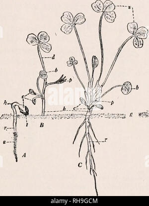 . La botanique pour les étudiants en agriculture. Les plantes. Les plantules DES TYPE DE POIS 109 la tige. Dans certaines usines, comme dans la luzerne et trèfle rouge, la radicule constitue un tap-racine qui permet à la plante de pénétrer profondément dans le sol dans son stade adulte. Dans la gloire du matin, où la tige appelée la vigne peut être de plusieurs mètres de longueur, il y a l'extrême l'élongation de la plumule. D'autre part, comme dans certains trèfles et de la luzerne, la plumule et l'hypocotyle forment une épaisse tige courte, appelé la couronne, ce qui est à peine. Fig. 103. - Développement d'un semis de trèfle rouge. Les cotylédons, un être sorti de la gro Banque D'Images