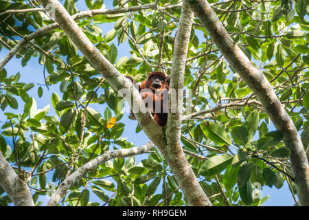 Singe hurleur rouge bolivienne sur l'arbre dans le parc national de Madidi, l'Amazonie bolivienne Banque D'Images