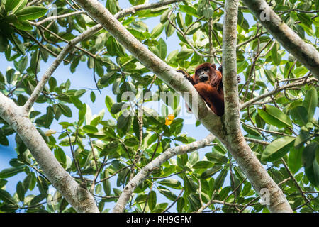 Un singe hurleur rouge dans la forêt bolivienne Banque D'Images