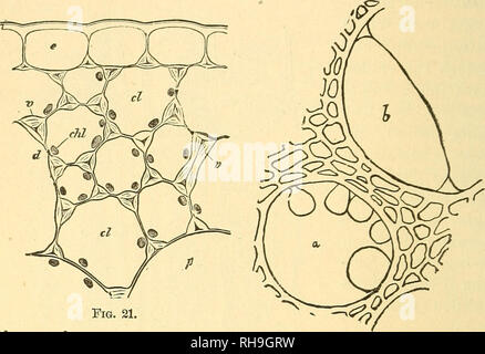 . La botanique pour les lycées et collèges. La botanique. 30 botanique. liernioid zling saillie d'être rencontré dans certaines plantes. Lorsque les cellules sont très actifs, il arrive parfois que la fine membrane qui ferme le haut d'une fosse se développe et est poussé par en. Fig. 21. Le navire, comme à t dans la figure inférieure (fig. 21a), où e représente l'épaissir- ed du mur, et de l'ica la mince partie clos- ment les fosses. Oc- casionally beaucoup de ces protubérances inscrire le navire, comme dans une figure dans la partie supérieure ; si ces devenir grands qu'ils peuvent tout à fait remplir la cavité du navire, comme à l'heure h, w Banque D'Images