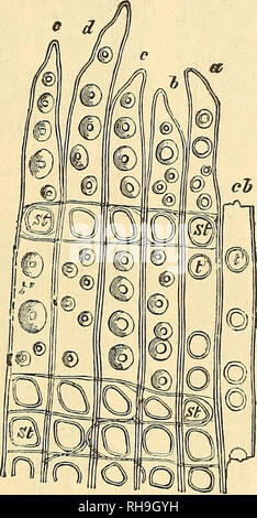 . La botanique pour les lycées et collèges. La botanique. THICKENmaS DU MUR. 25 tliickening gated fissures, comme dans Fig. 14, ou de toute forme intermédiaire entre ces. Stands avec fissures allongées peuvent être tordus, leur donnant, lorsqu'on la voit en vue de face, l'apparition de deux fissures traversant l'un de l'autre (Fig. 14^4, B). 30.-Dans l'épaississement des cellules du bois des Conifères aréolées sont formés (Fig. 15). Ici les grosses mur restent minces, et les arches de masse sur eux de tous les côtés de manière à former des dômes bas (Fig. 16, j'^) ; en haut de chaque dôme une petite ouverture ronde Banque D'Images