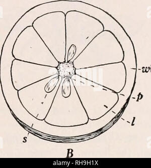 . La botanique pour les étudiants en agriculture. Les plantes. FiG. 75. - Une section transversale, d'une tomate. B, section transversale d'une Orange. w, paroi ovarienne ; p, placentas ; s, semences ; un, cloisons ; j. tures locales, étroitement liée à l'ovaire. Depuis fruits comportent un certain nombre de structures dans leur formation, il sera possible pour certains types d'étude et ensuite formuler une définition. La tomate ou Berry Type. - Le fruit de la tomate est composé de l'ovaire qui s'est élargie et deviennent charnus et juteux. Plus la partie comestible est constituée de l'élargissements charnue qui se développent à partir de l'angle intérieur des locules et presque remplir Banque D'Images