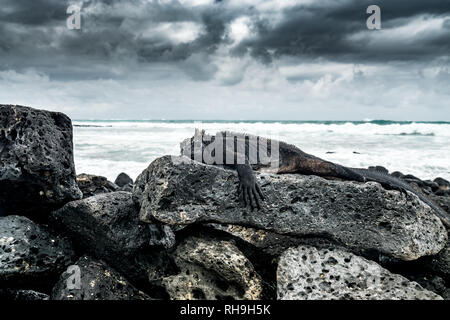 Iguane marin (Amblyrhynchus cristatus) bien camouflée est posé sur une roche de lave à la plage de Tortuga Bay, l'île Santa Cruz, Galapagos Banque D'Images