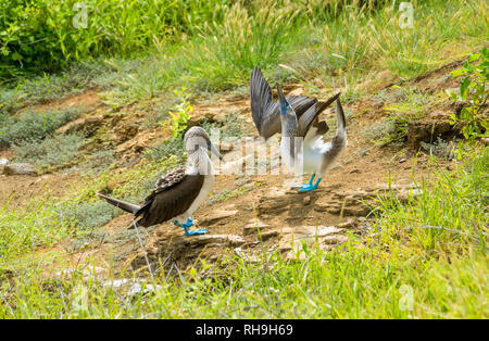 Une paire de fous à pieds bleus (Sula nebouxii) effectuant leur célèbre danse d'accouplement sur les îles Galapagos Banque D'Images