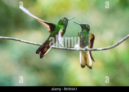 Deux oiseaux oiseau-Acaime Reserva en éclairage naturel. Photographié dans la magnifique forêt de haute altitude de la Colombie Banque D'Images