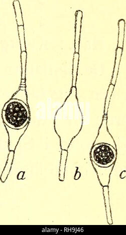 . Botanisk tidsskrift. Botanique ; plantes ; les plantes. - 407 - /A' I cr W Fie. 14. Hab.  : Stavnsholt insulae Jutland-du-Nord. Denne Oedogonium fra Stavnsholt udmaerker Lidenhed sig ved péché ; den aegdannede Oosporer har enten, udfylder Oogoniet som ikke eller oo- sporer, som udfylder ce Tilfaelde, og i big er Oosporen gerne lidt kantet paa Midten, saa à Oogoniet naermer rhombisk sig til à være. Oe. fusus nov. spec. (Fig. 15). Oe. dioicum ? ; oogoniis ellipsoideis, singulis, oper- cule apertis, circumscissione oosporis mediana ; globo- f sis, non complentibus ovogonies, membrane cellulaire. crassit ; laevi, veget... 2- Banque D'Images