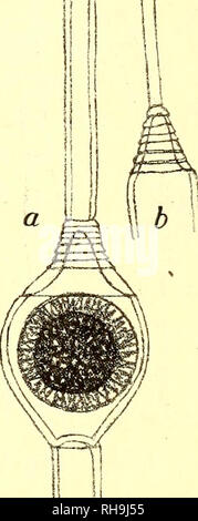 . Botanisk tidsskrift. Botanique ; plantes ; les plantes. Fig. 10. crassit. cellule, veget 4 - 7/*, altit. 4,5-12 m-OLP. 21 ; oogon-23/1, " 23-35/^ » oospor ; 19 - 20/ ;, " 15-20/* ; " cellule, androspor. 4 - 7/ ;, " 7-12/* ; " nannandr 6 - 7//, " 14-16/*. Hab. Dans Raabjerg-Mile : lacu annonce peninsulae Jylland. Oe. danicum fra- Raa bjerg milles ligner den monø- ciske Oe. Petri noget ; hommes den afviger ved à Dvaergplanter ont, der er een- cellede, og ved at de Geller végétatif er - politiske kriterier Oe. velatum spec maintenant. (Fig. 11.) oe. dioicum ? ; oogoniis ellipsoideo, singulis-globosis operculo, circumscissione ; apertis superiore ; öo Banque D'Images