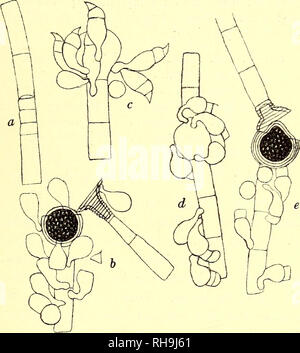 . Botanisk tidsskrift. Botanique ; plantes ; les plantes. -R- 403 - crassit. cellule, veget, .... 10 - 14//, altit. 1,6 -4 m et l'OLP.  ; Oogon 19-30 B 30-42/oospor ; z 17-28//, " 21-30" ; " stip. nannandr.. 6- 7 ju, " 18-21// ; " cellule, antherid. 6 //, " ISS. Hab.  : Almindingen insulae Bornholm. Oe. angulosum adskiller sig fra Oe. Braunii ved, à Poren lindes four plus sjaelden Midten (paa Midten). Oosporen aegdannet omvendt aegdannet er eller et udfylder Oogoniet i Bredden, der er mindre end hos Oe. Braunii. Oosporen udfylder Oogoniet naar, faar Arten nogen med Lighed. sexangulare Oe. Oe. eremitum nov. spec. (Fig. 8.) O Banque D'Images